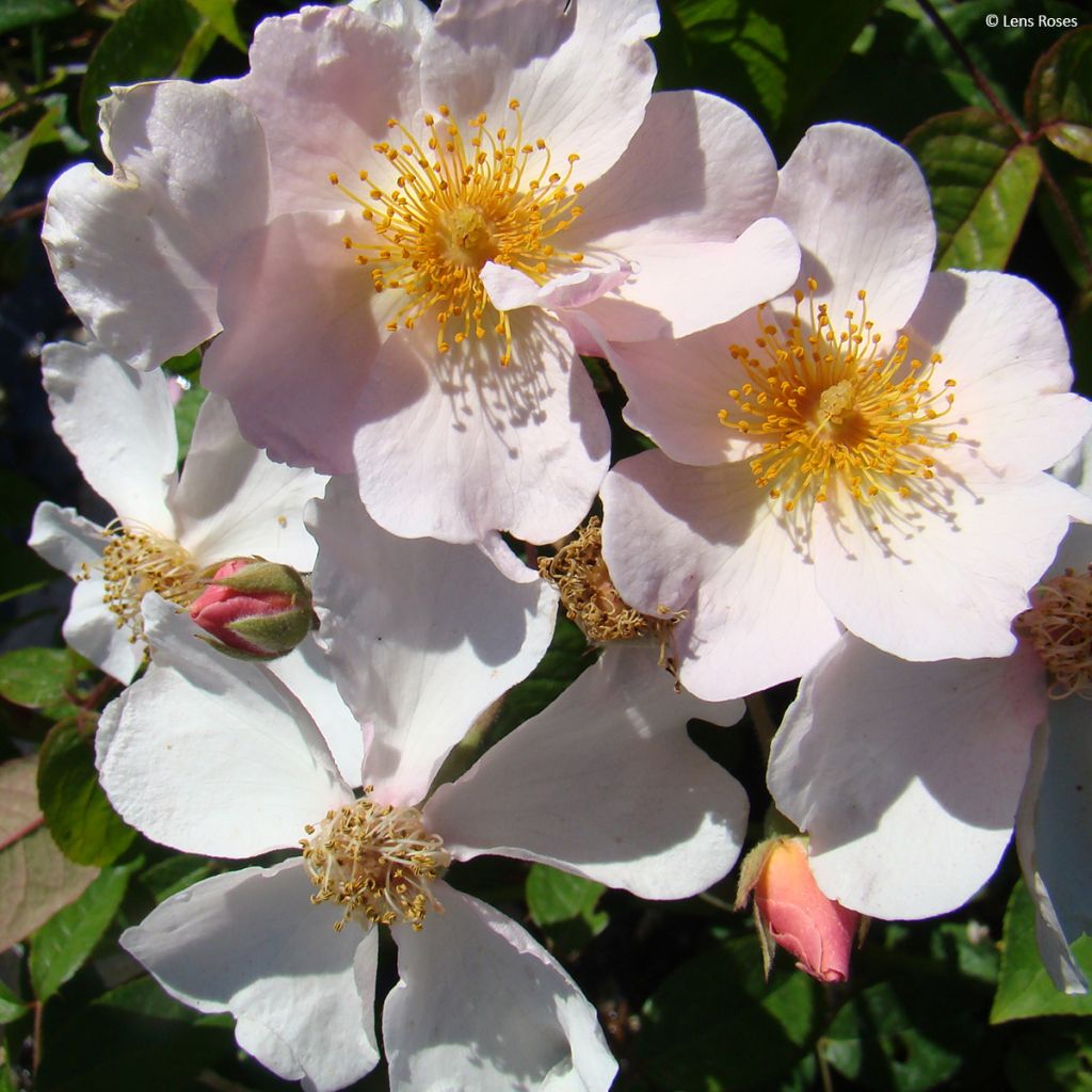 Rosa x moschata 'Kathleen'