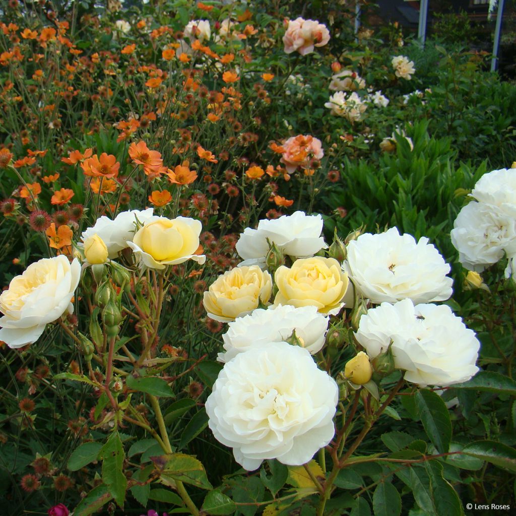 Rosa x moschata 'La Feuillerie' (VELgugrat)