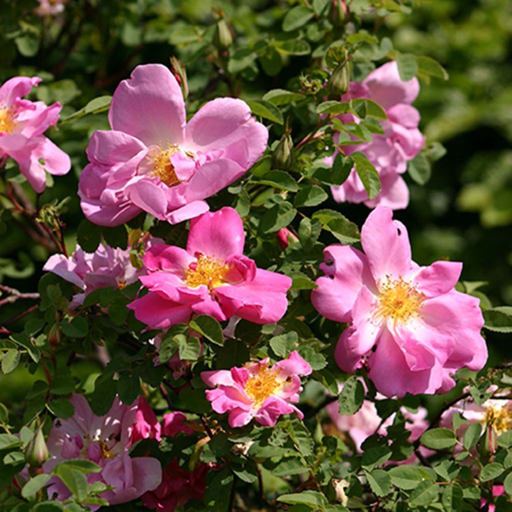 Rosa (x) moyesii Marguerite Hilling