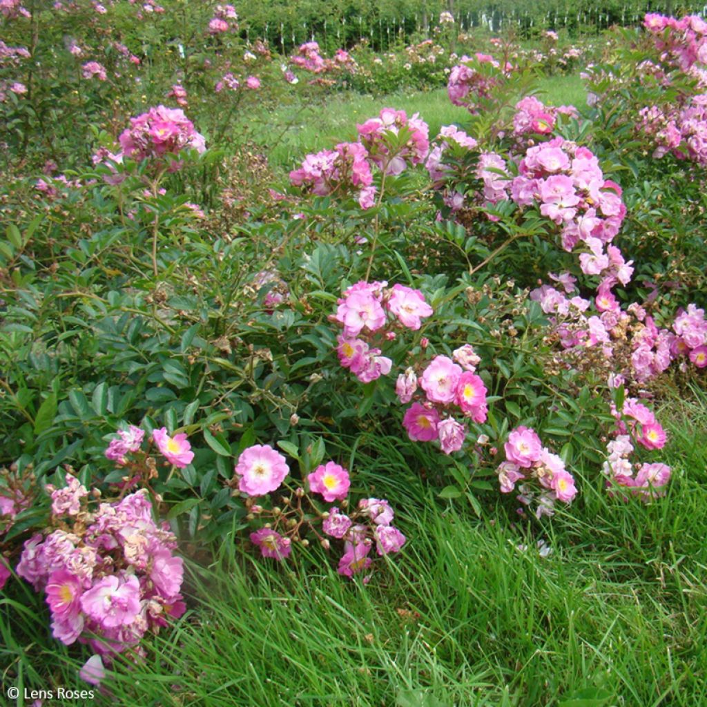 Rosa moschata Millie Fleur - Musk Rose