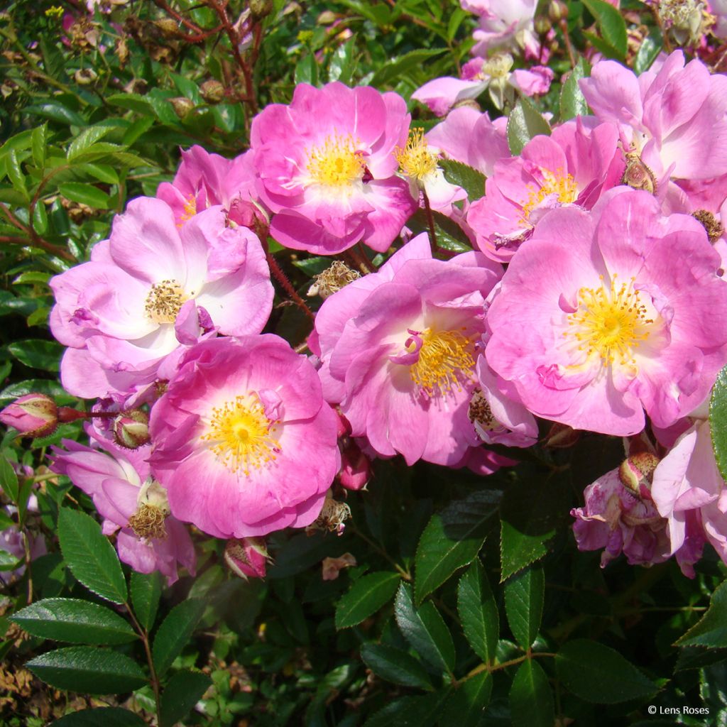 Rosa moschata Millie Fleur - Musk Rose