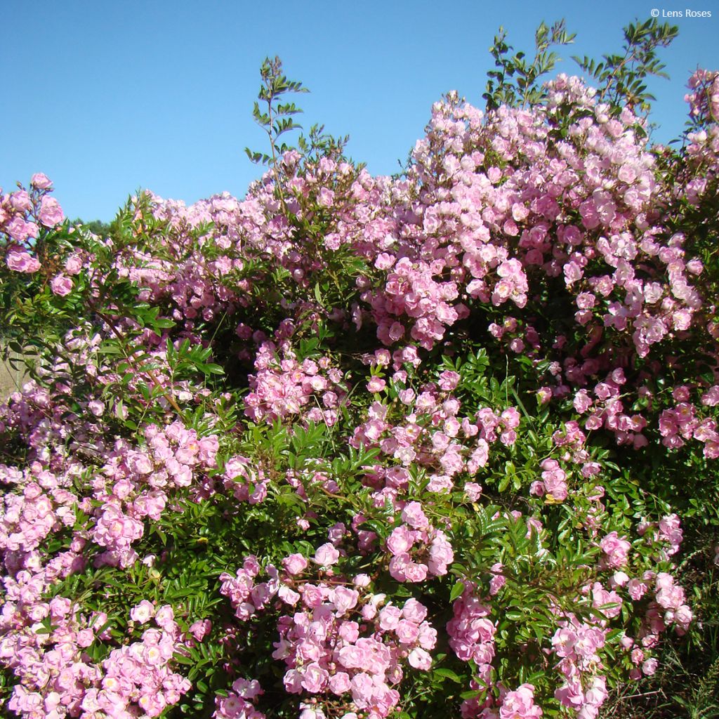 Rosa moschata Millie Fleur - Musk Rose