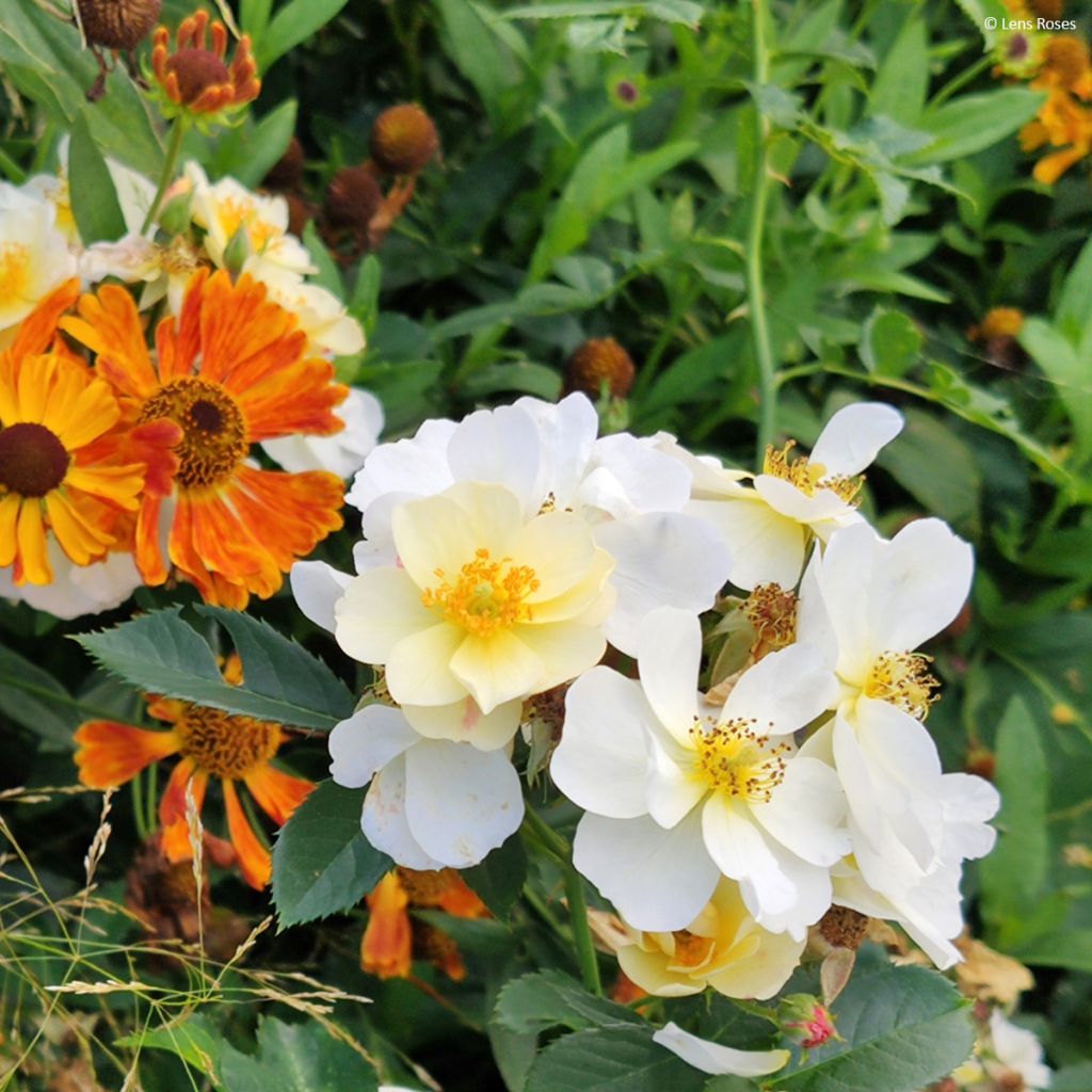 Rosa x moschata 'Omi Oswald' - Shrub Rose