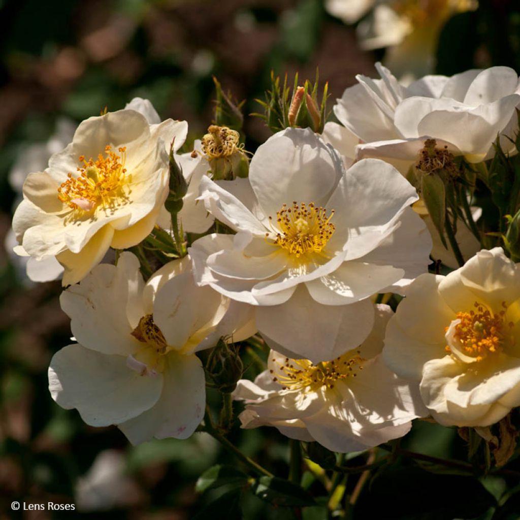 Rosa x moschata 'Omi Oswald' - Shrub Rose