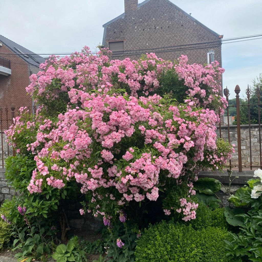 Rosier arbustif Petite de Terre Franche