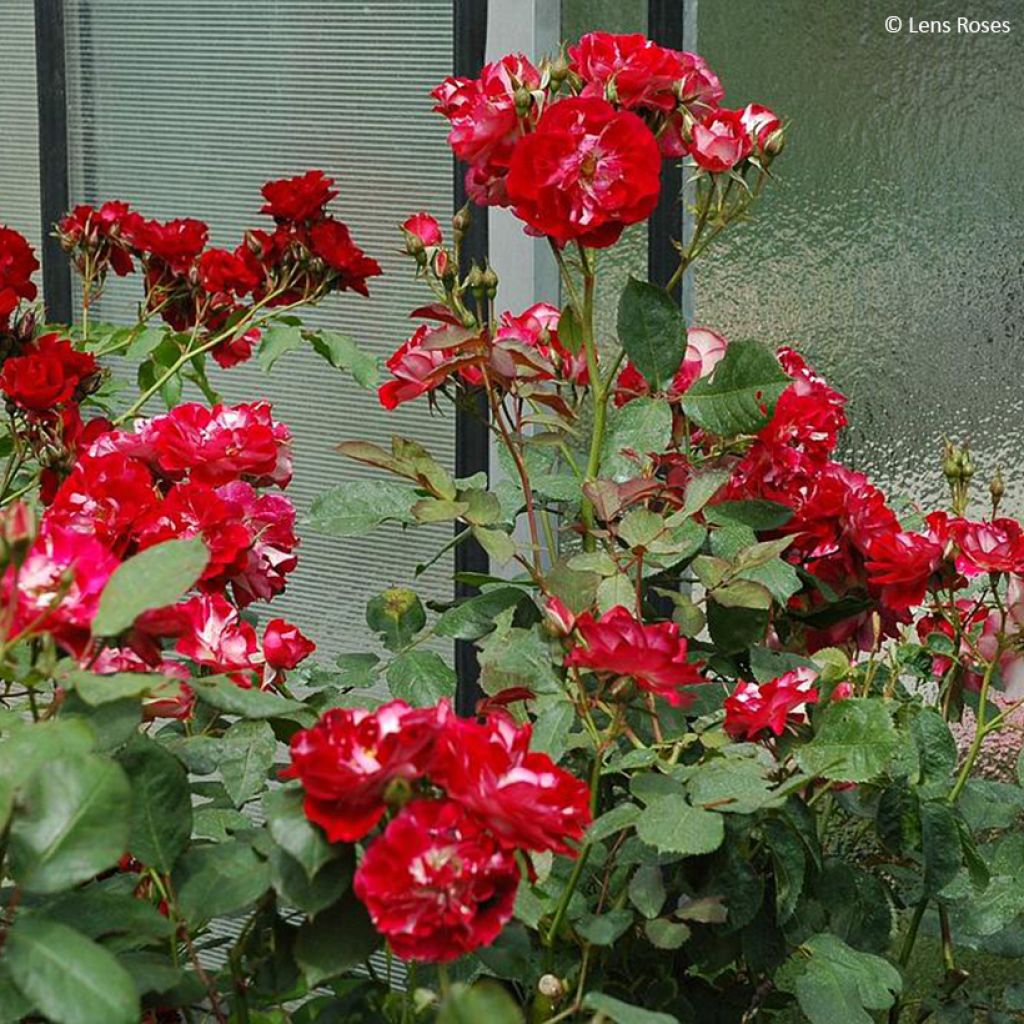 Rosa floribunda Pirouette