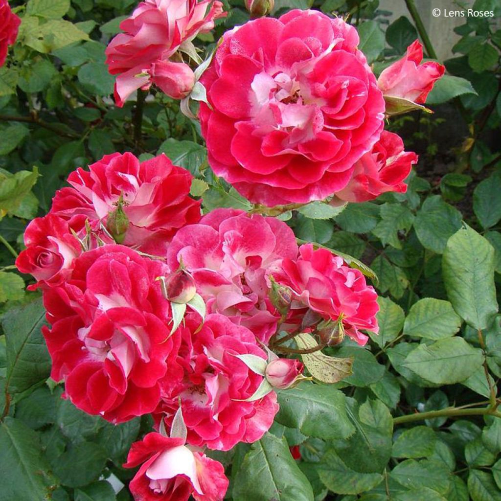 Rosa floribunda Pirouette
