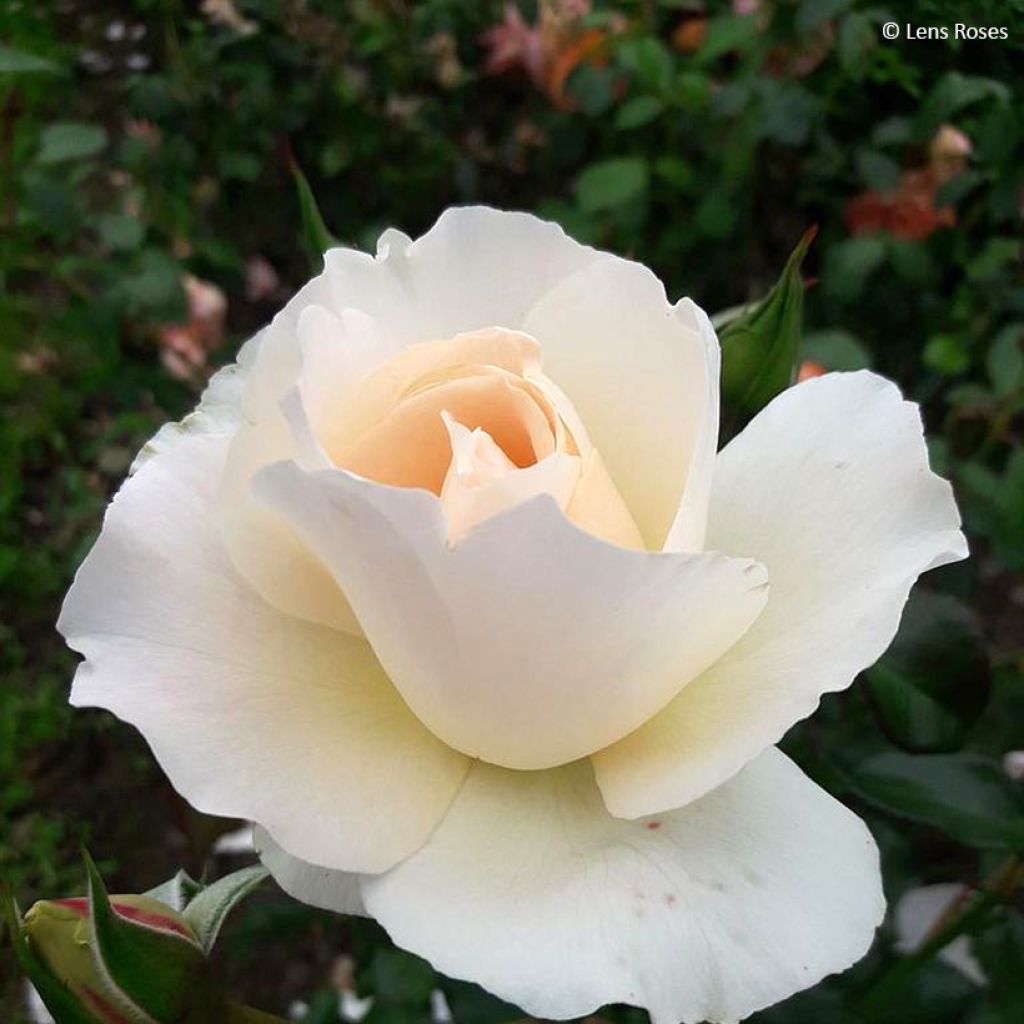 Rosa Prins Alexander - Hybrid Tea Rose