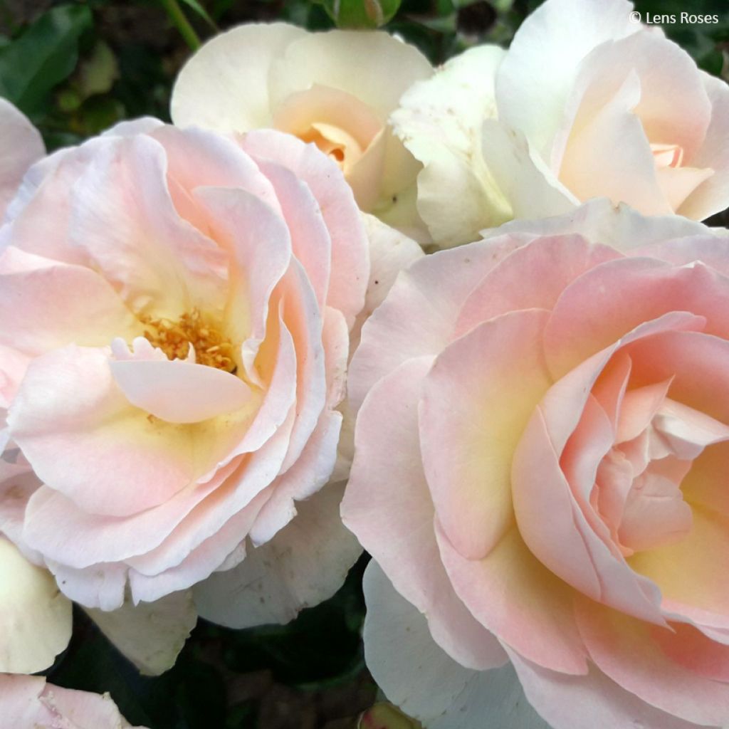 Rosa Prins Alexander - Hybrid Tea Rose