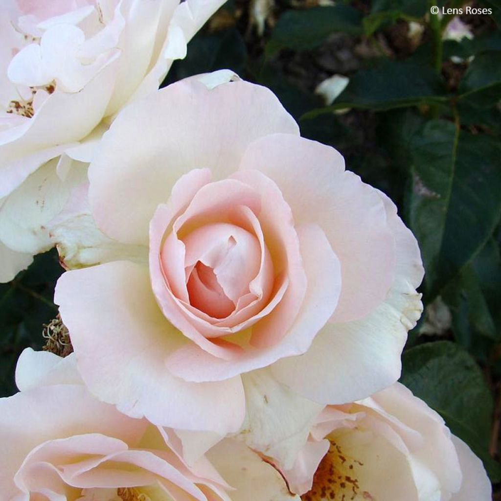 Rosa Prins Alexander - Hybrid Tea Rose
