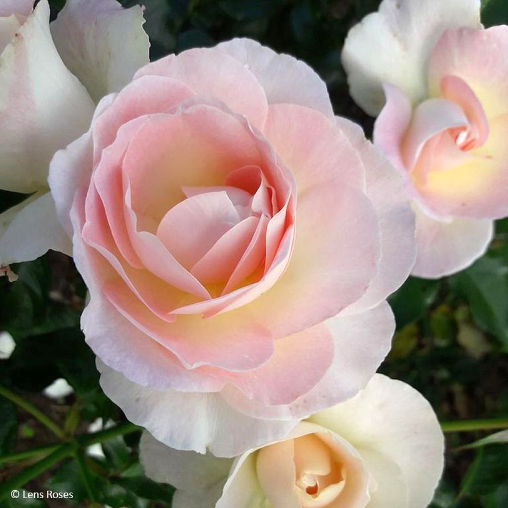 Rosa Prins Alexander - Hybrid Tea Rose