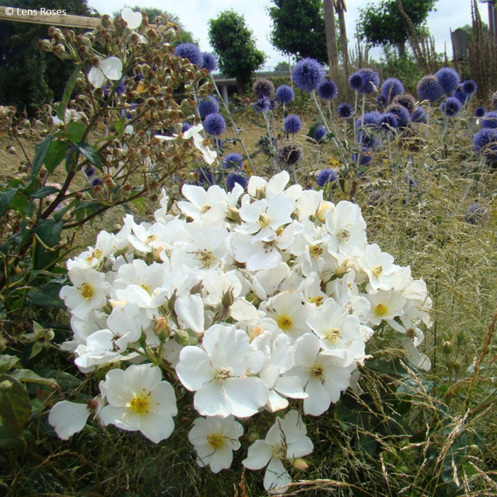 Rosa x moschata 'Rosalita' - Shrub Rose