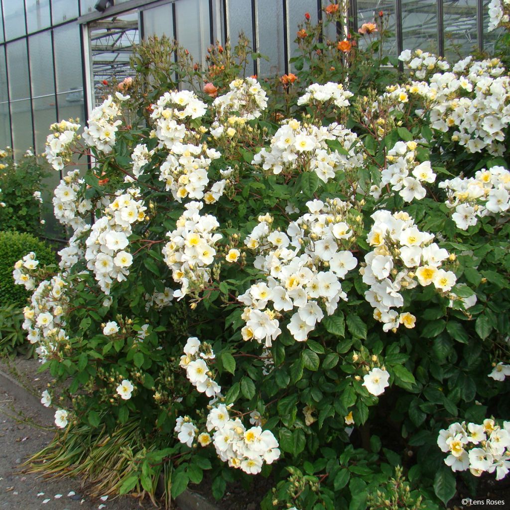 Rosa x moschata 'Rosalita' - Shrub Rose