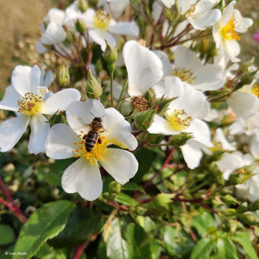 Rosa x moschata 'Rosalita' - Shrub Rose