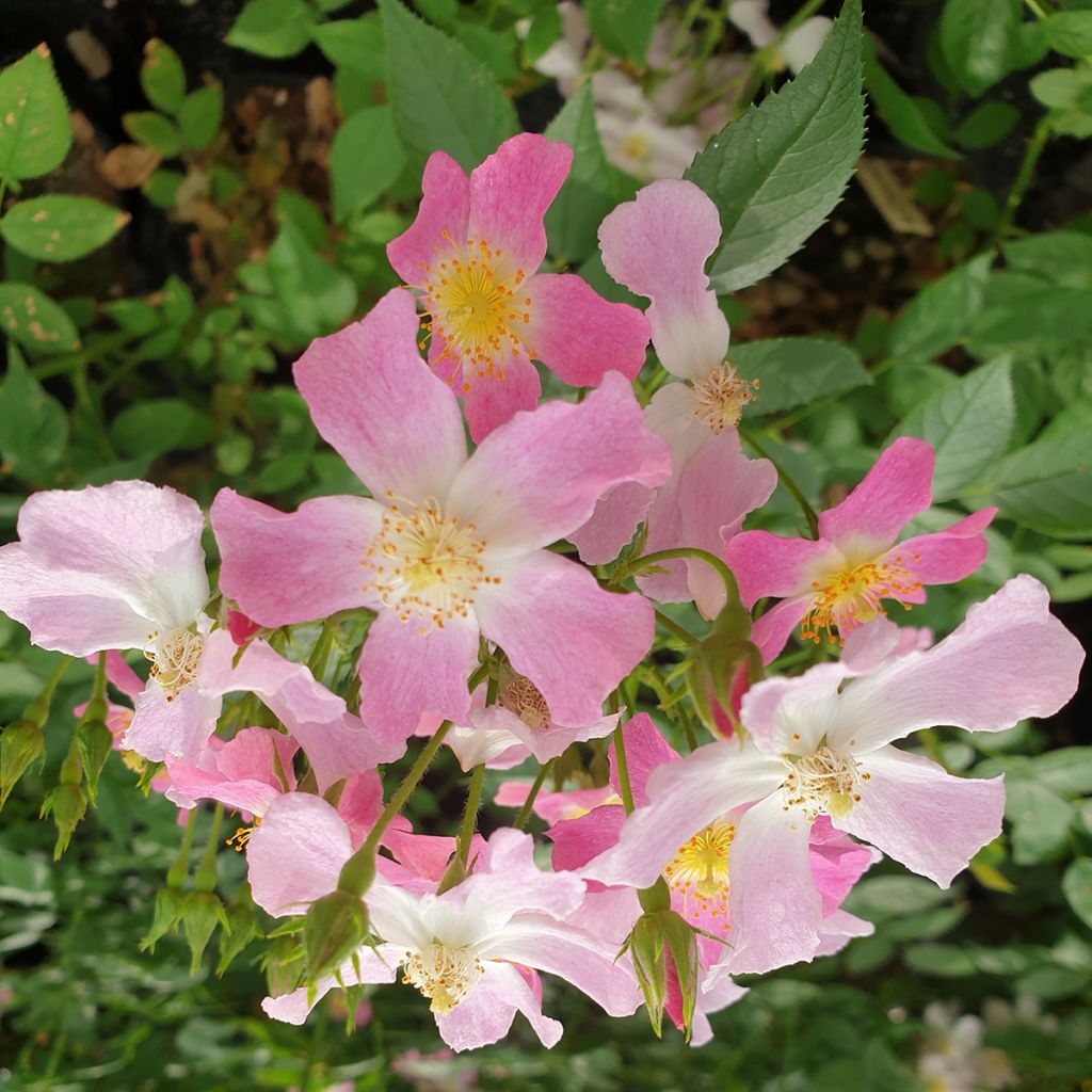 Rosa 'Dynamic Hip Hop' - Shrub Rose