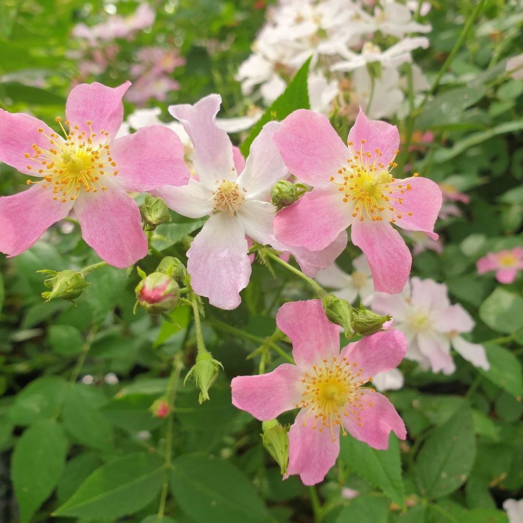 Rosa 'Dynamic Hip Hop' - Shrub Rose