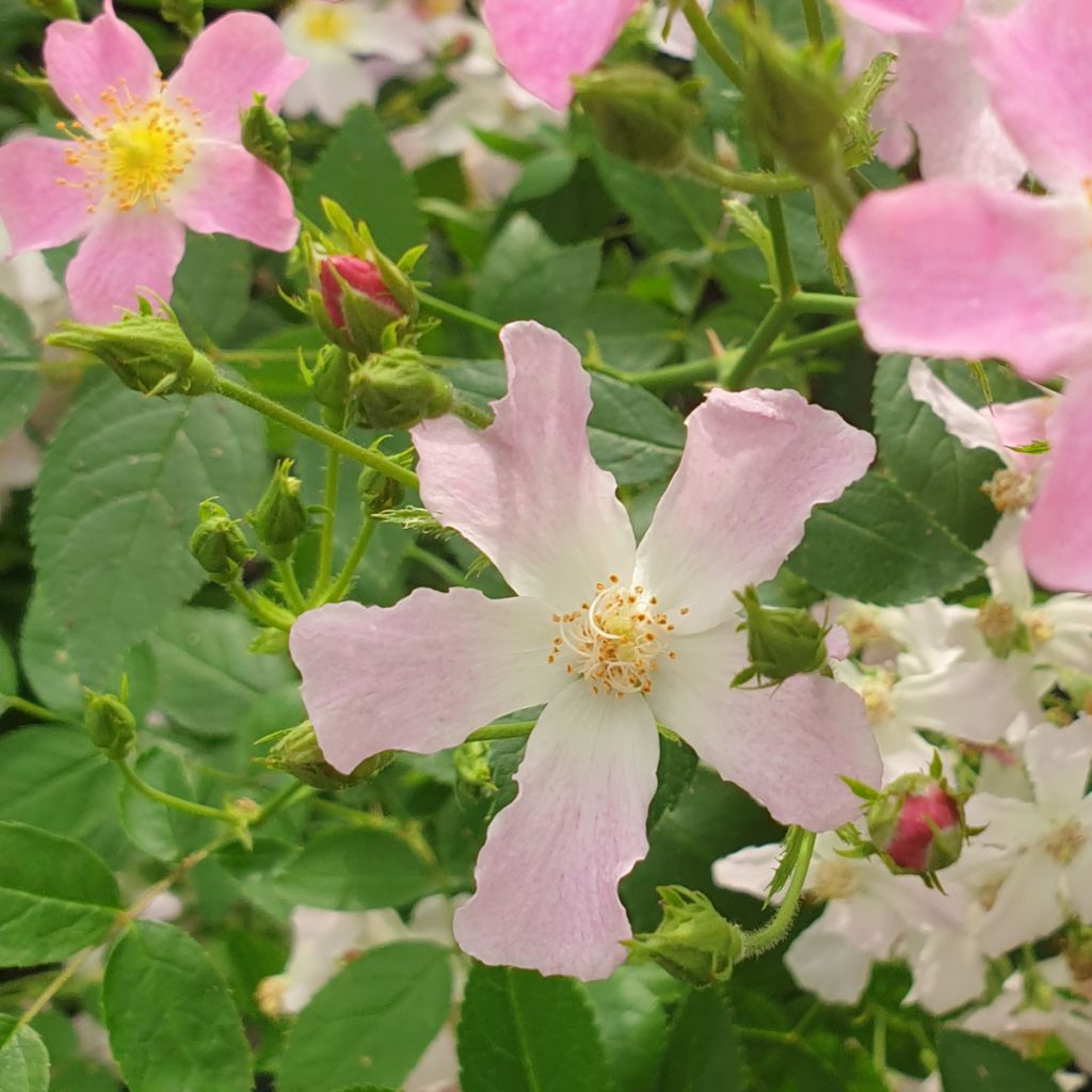 Rosa 'Dynamic Hip Hop' - Shrub Rose