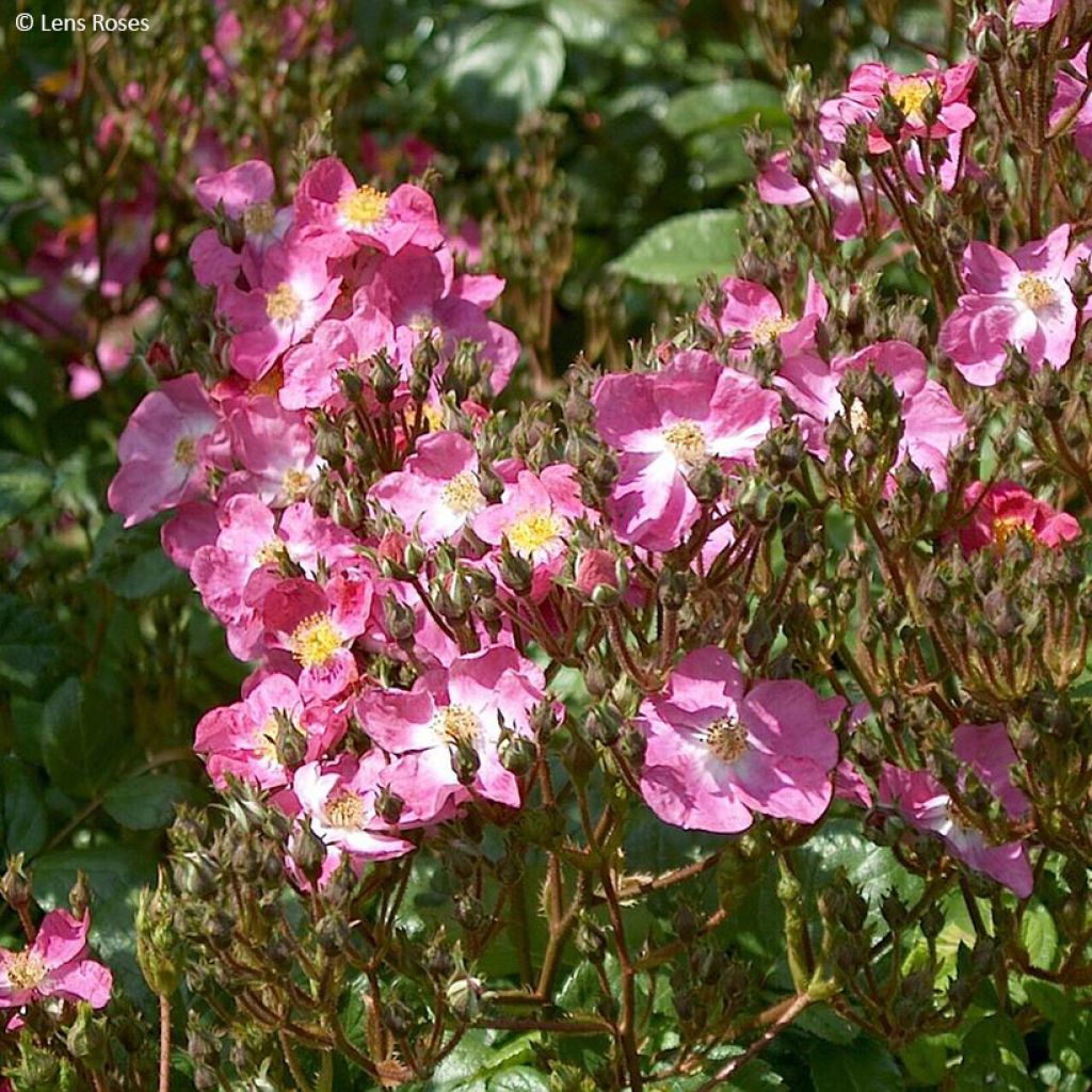 Rosa x moschata 'Rosy Purple' - Shrub Rose