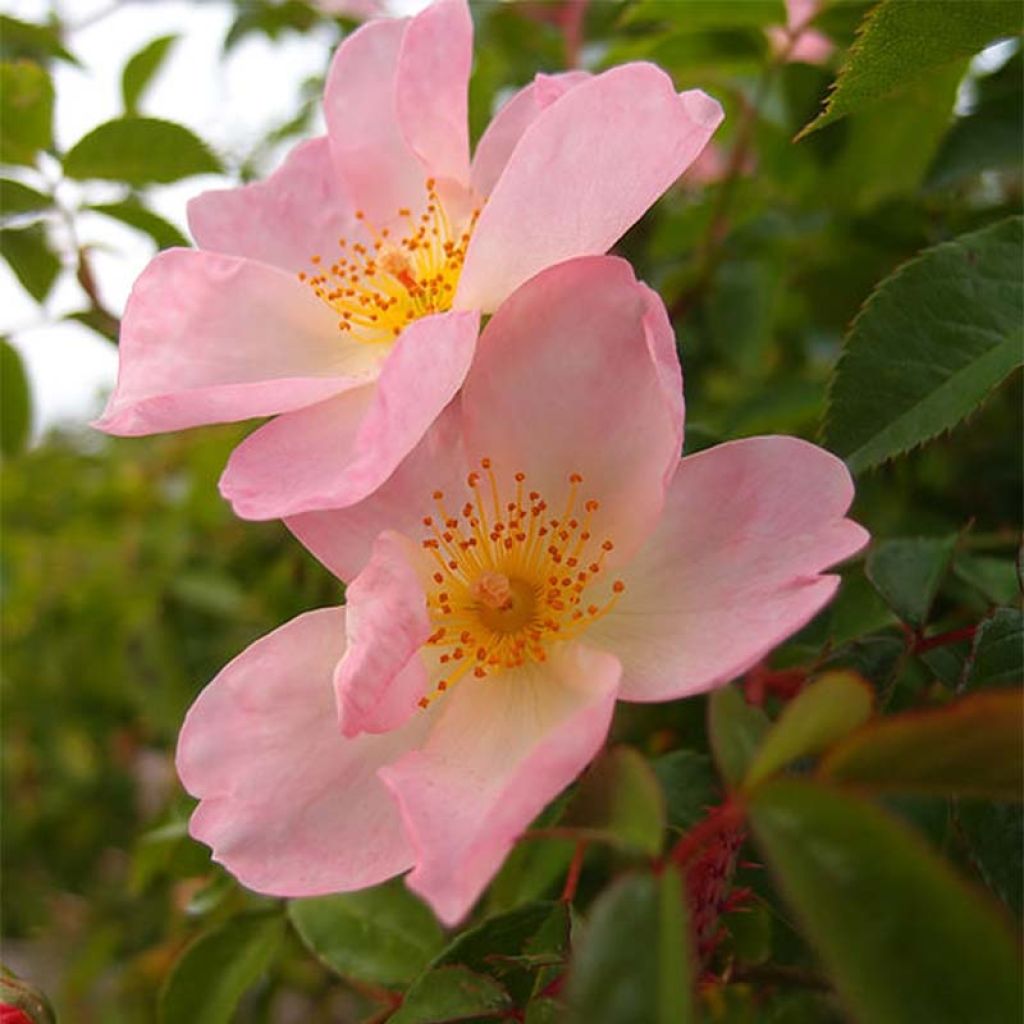 Rosa  Smarty - shrub rose
