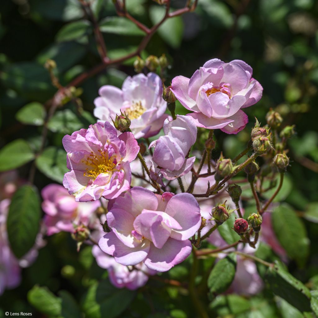 Rosa x moschata 'Twins' - Moschata Rose