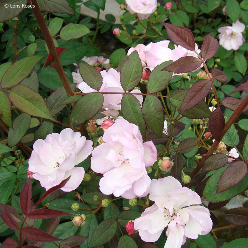 Rosa x moschata 'Twins' - Moschata Rose