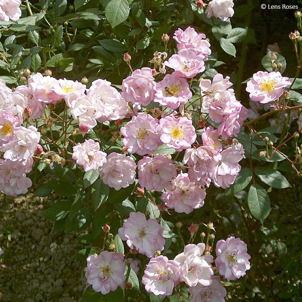 Rosa x moschata 'Twins' - Moschata Rose