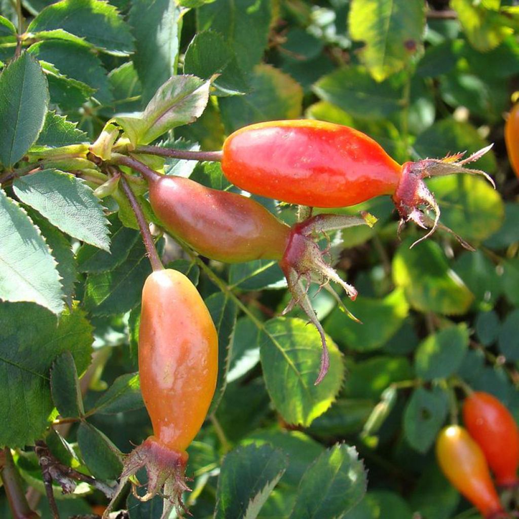 Rosier botanique - Rosa pendulina Bourgogne