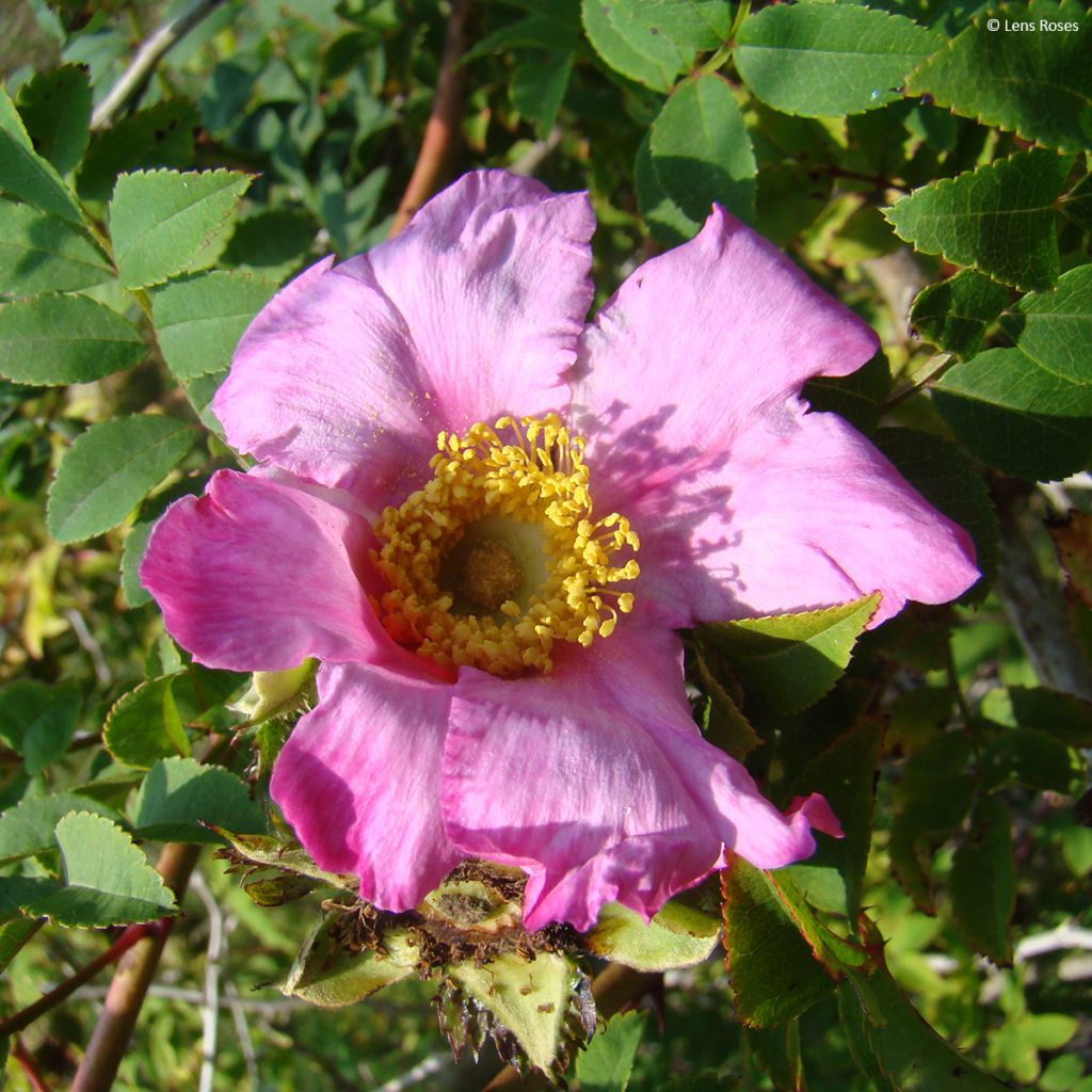 Rosa roxburghii Lampion