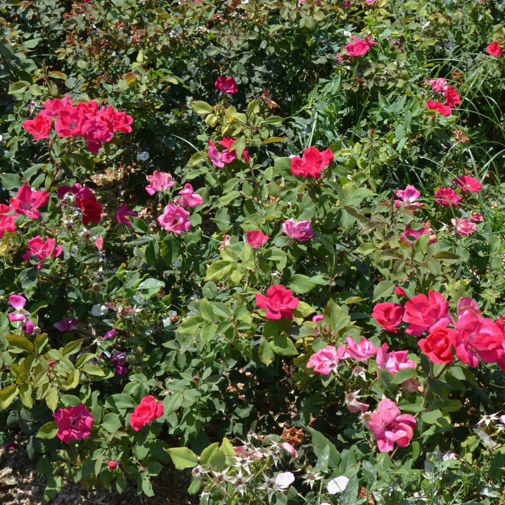 Rosa 'Pink Knock Out' - Groundcover Rose
