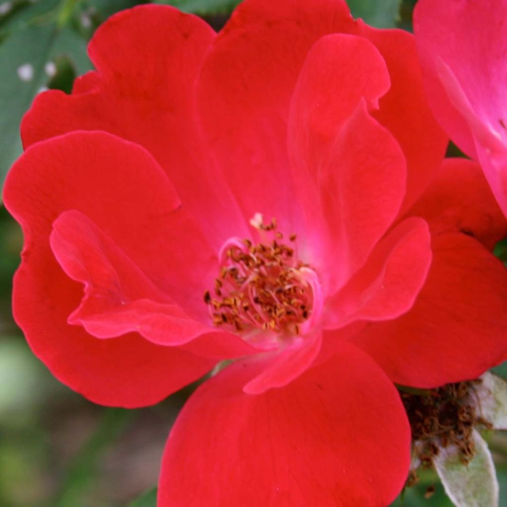 Rosa 'Pink Knock Out' - Groundcover Rose