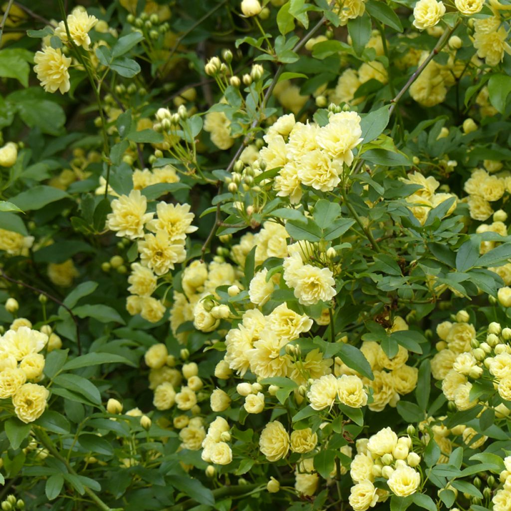 Rosa banksiae 'Lutea' - Rambling Rose