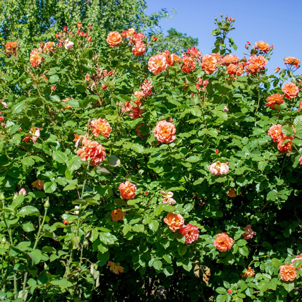 Rosier grimpant Aloha de Kordes KORwesrug