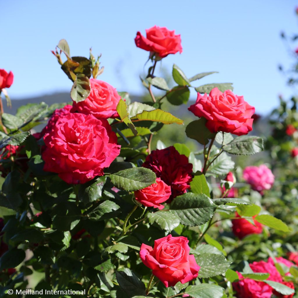 Rosa 'Baisikomik' CHERRY EXPLOSION® - Rosier grimpant Cherry Explosion