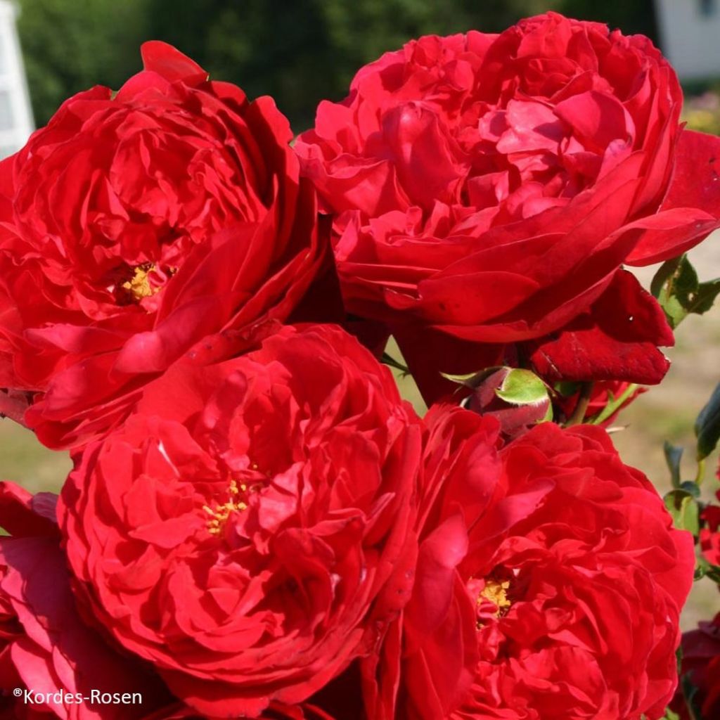 Rosier grimpant Florentina en racines nues