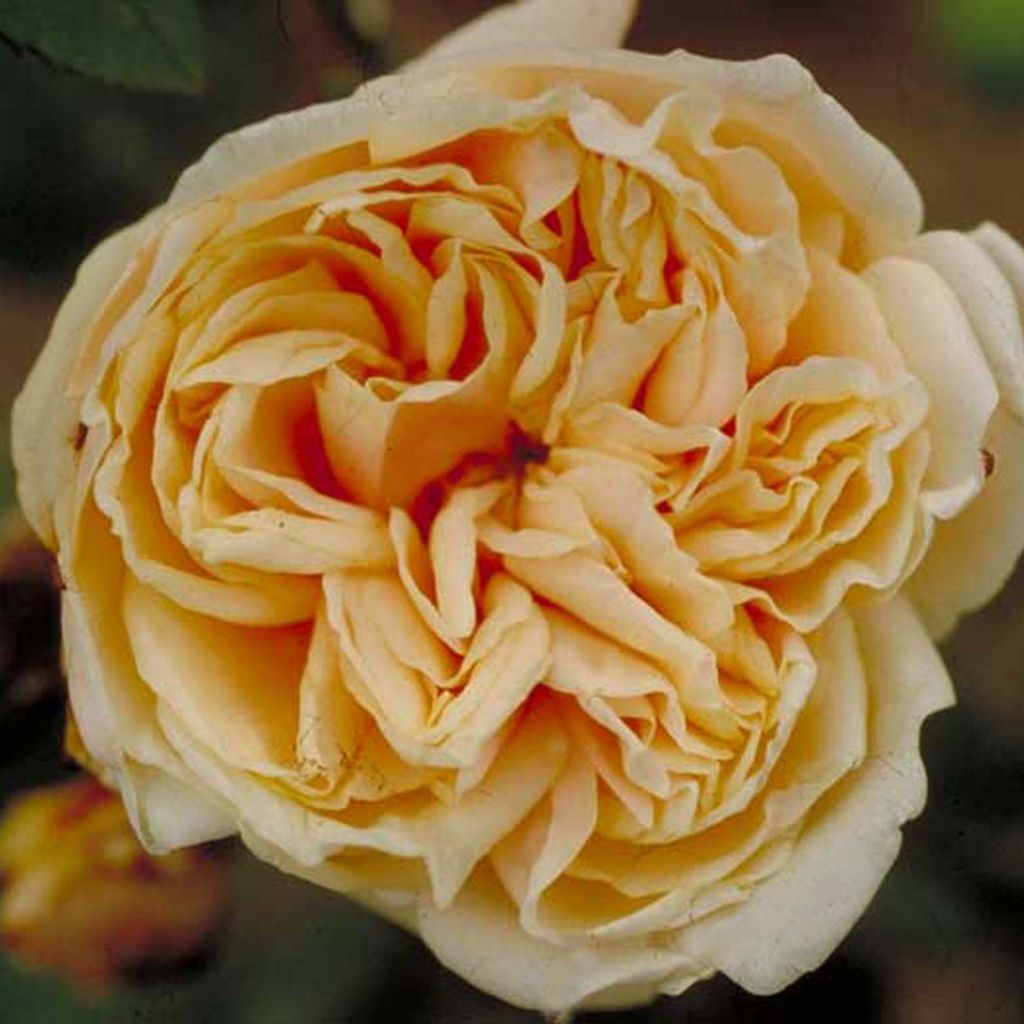 Rosa 'Gloire de Dijon'