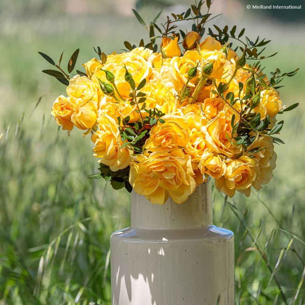 Rosa 'Golden Pareo' - Climbing Rose