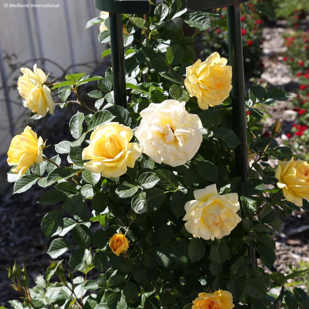 Rosa 'Golden Pareo' - Climbing Rose