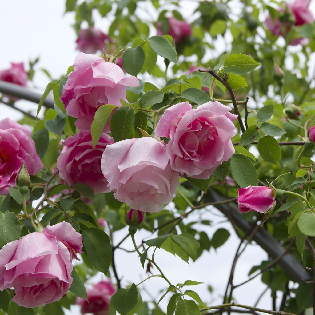 Rosa 'Mme Gregoire Staechelin' - Climbing Rose