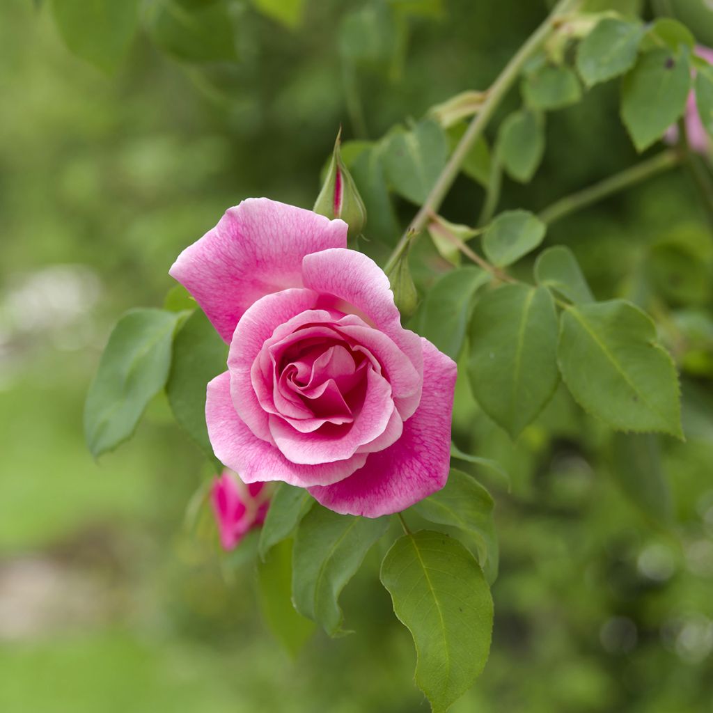 Rosa 'Mme Gregoire Staechelin' - Climbing Rose
