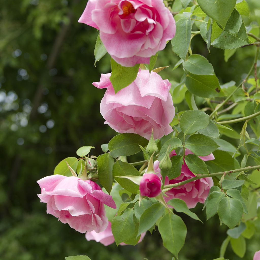 Rosa 'Mme Gregoire Staechelin' - Climbing Rose