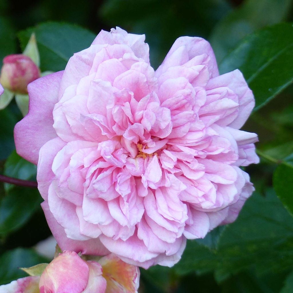 Rosier grimpant Paul Transon - Rose ancienne