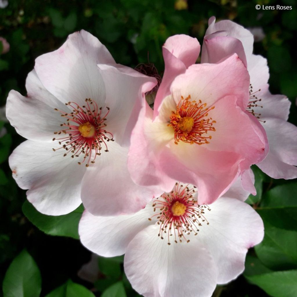 Rosa 'Sourire d'Isabelle' - Climbing Rose