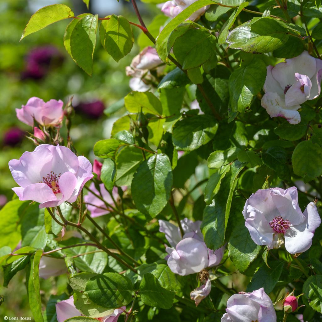 Rosa 'Sourire d'Isabelle' - Climbing Rose