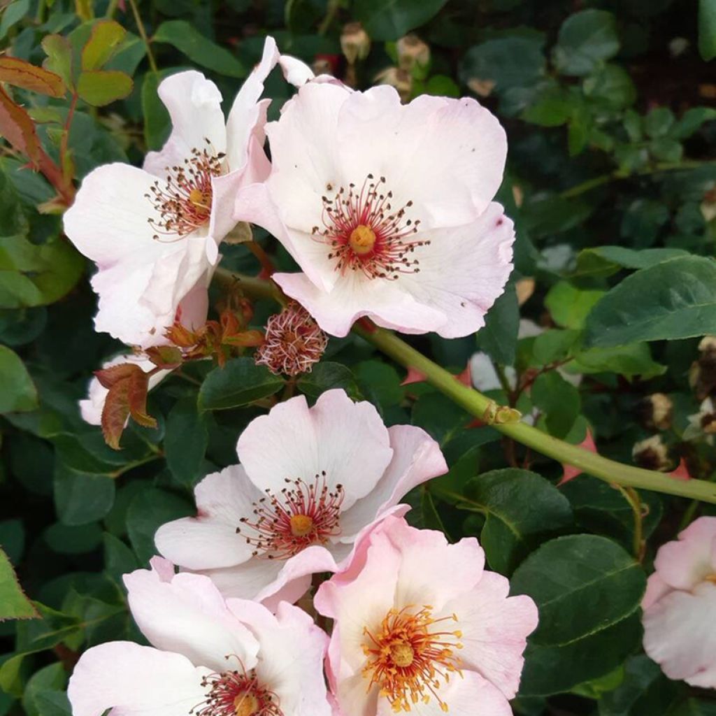 Rosa 'Sourire d'Isabelle' - Climbing Rose