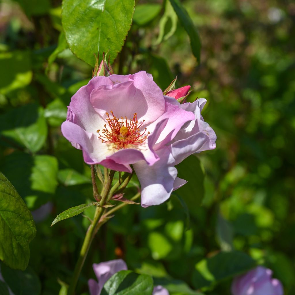 Rosa 'Sourire d'Isabelle' - Climbing Rose