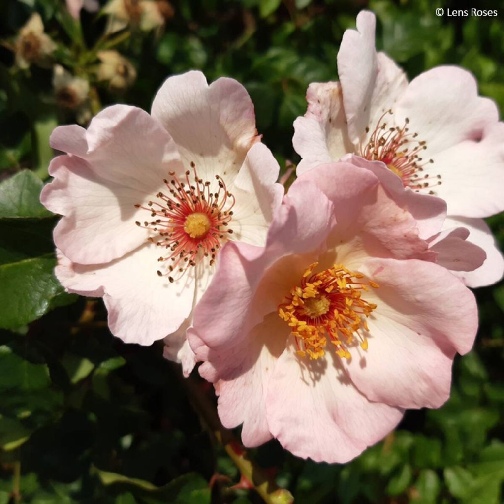 Rosa 'Sourire d'Isabelle' - Climbing Rose