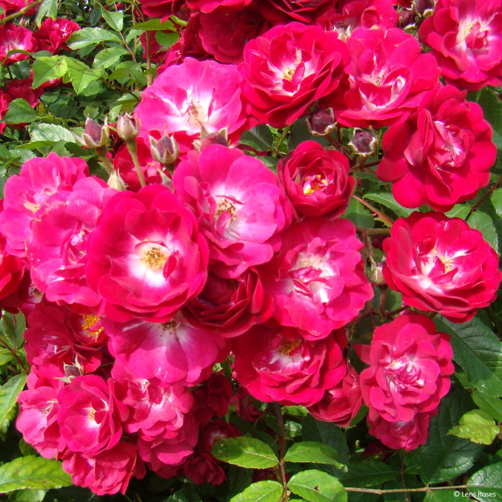 Rosa Wilderode- Bourbon Rose