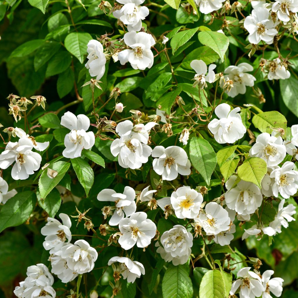 Rosa x multiflora Bobbie James - Multiflora Rambling Rose