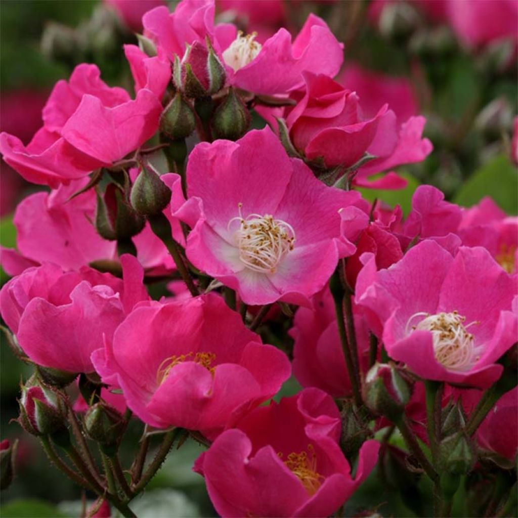 Rosa x multiflora Maria Lisa - Multiflora Climbing Rose