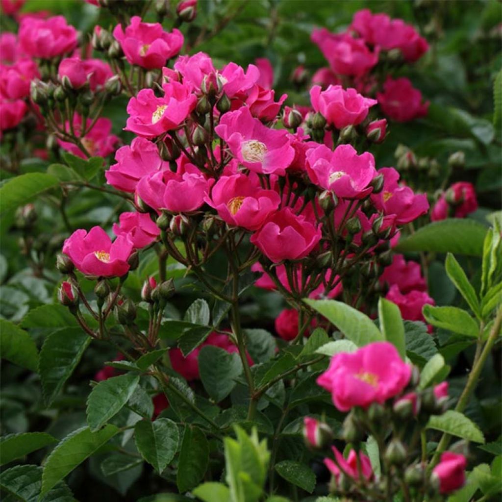 Rosa x multiflora Maria Lisa - Multiflora Climbing Rose